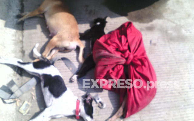 animal-muerto-madero-2