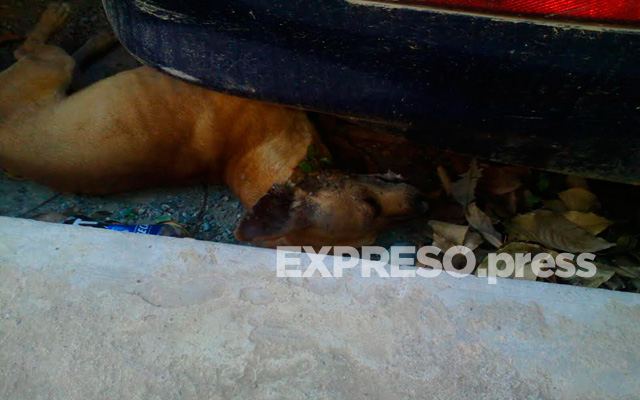 perro-asesinado-2