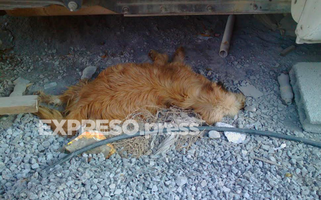 perro-asesinado-4