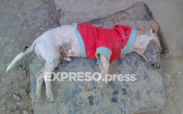 perro-asesinado-5