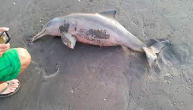 delfin-muerto