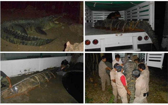 coco-gigante-LosMangos