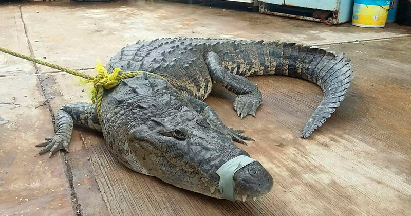cocodrilo-atrapado1