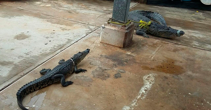 cocodrilo-atrapado2