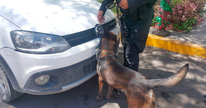 perros-vigilan-autos