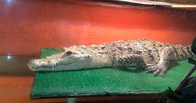 cocodrilo