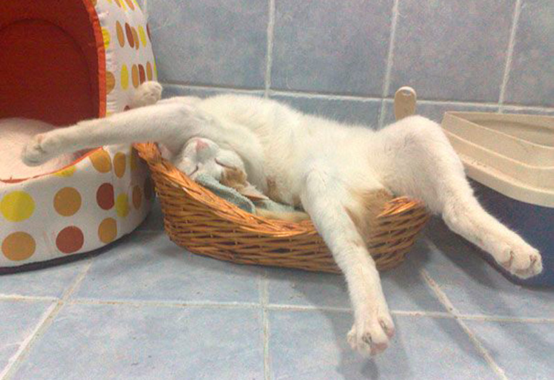 gato-duerme