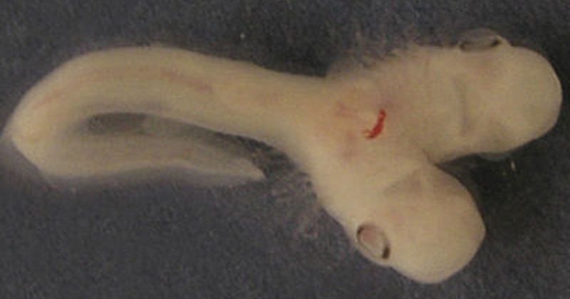 tuburon-de-dos-cabezas