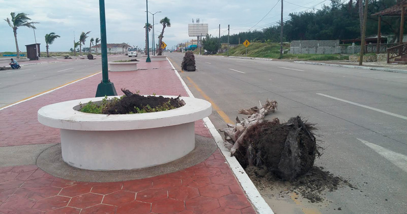 viento-tumba-palmeras-1