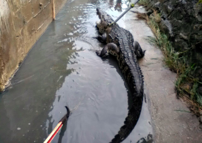cocodrilo2