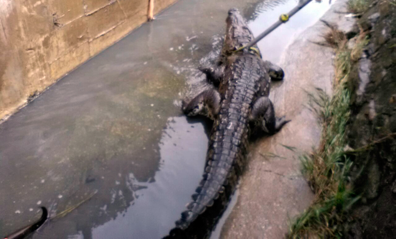 cocodrilo22