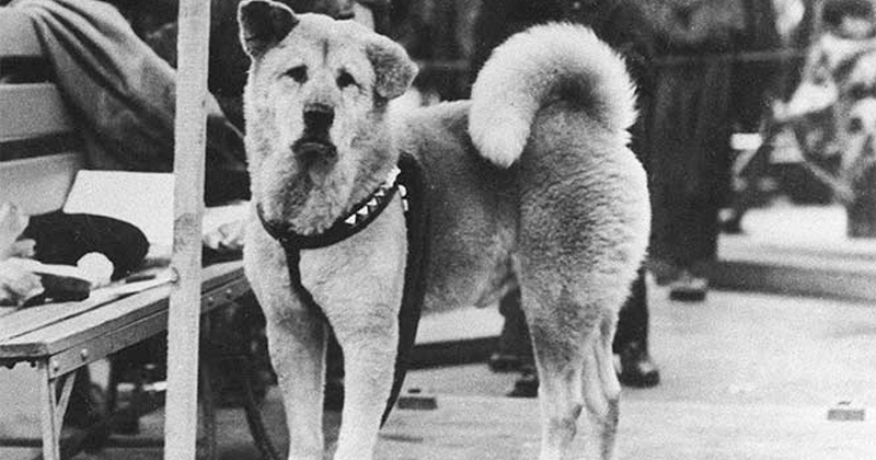 hachiko3p