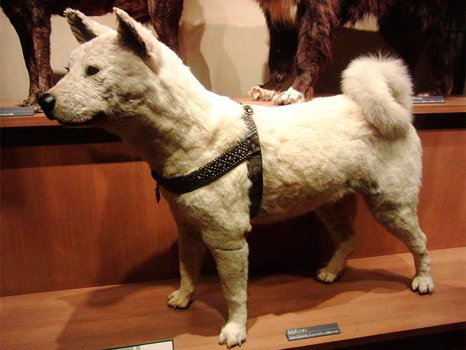 hachiko5