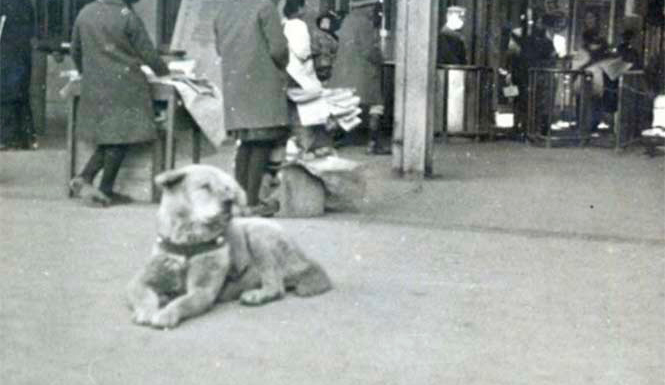 hachiko6