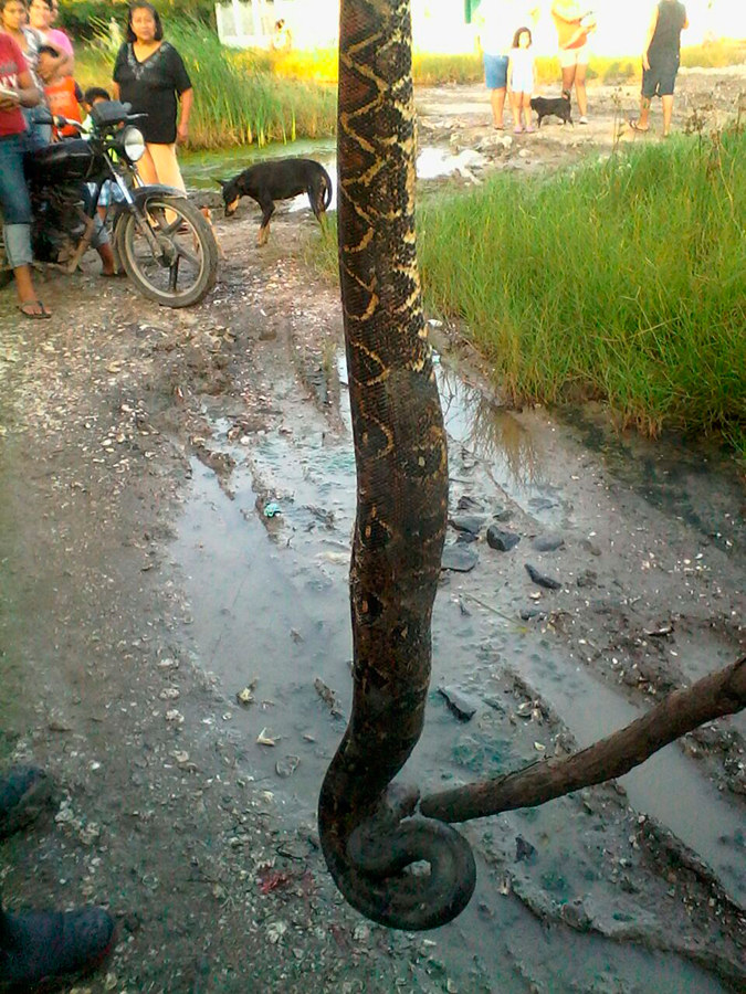 serpiente2