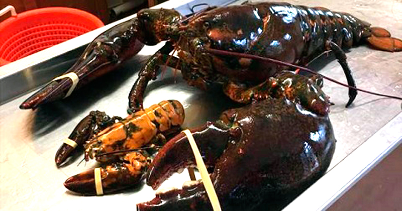 langosta1